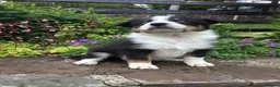 Border Collie dogs for sale: 6 Adorable Border Collie Puppies  in Brecon - Advert 21