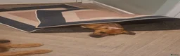 Patterjack dogs for sale: Patterjack (honey) - Advert 5