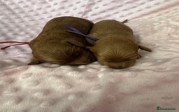 Cavapoo dogs for sale: F1 RED CAVAPOOS LICENSED KC HEALTH TESTED PARENTS  - Image 8