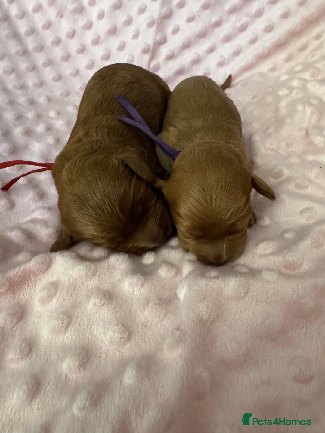 Cavapoo dogs for sale: F1 RED CAVAPOOS LICENSED KC HEALTH TESTED PARENTS  - Image 8