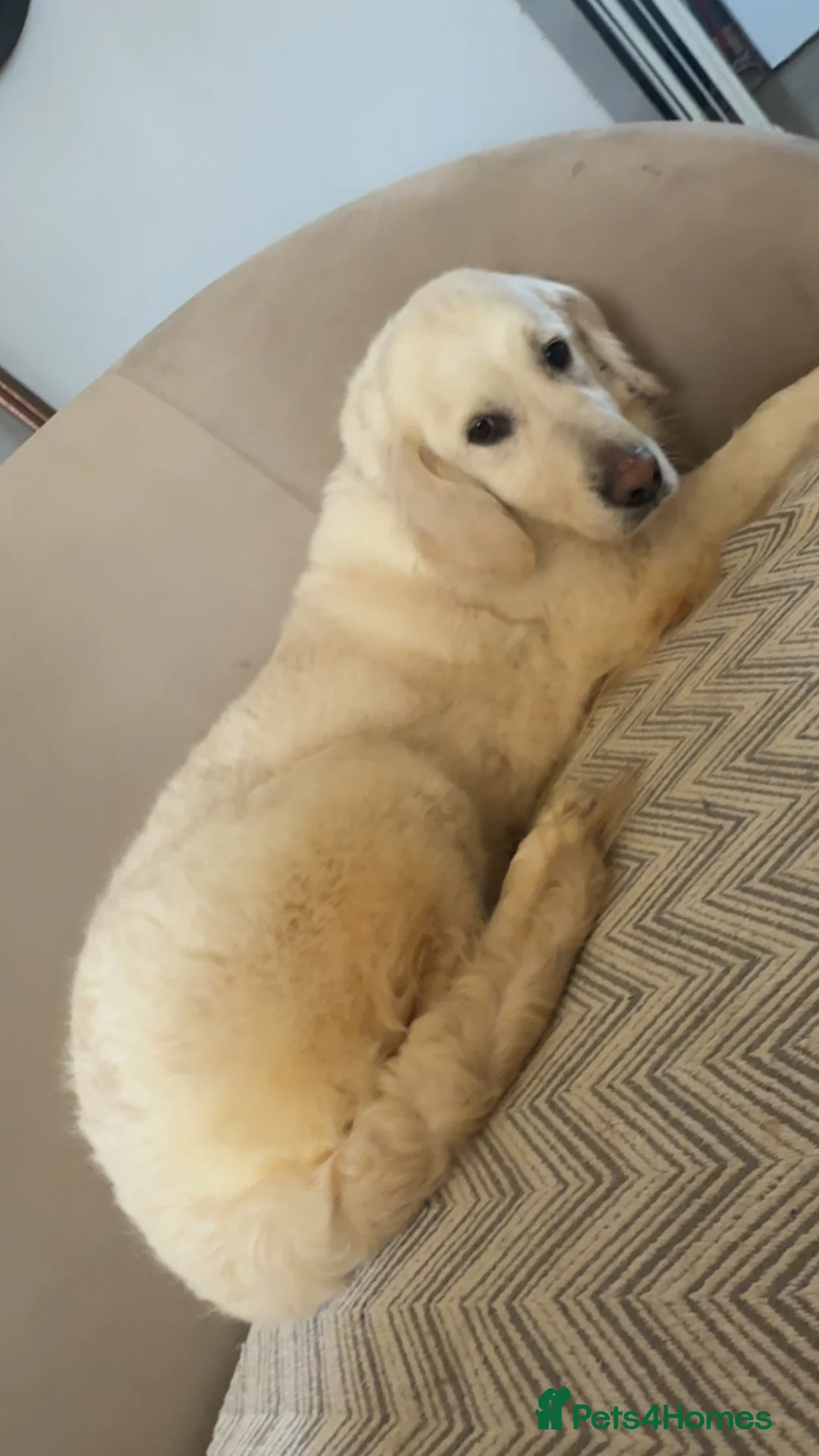 Mixed Breed dogs for sale: A beautiful Golden Retriever crossed with Sprollie - Advert 1