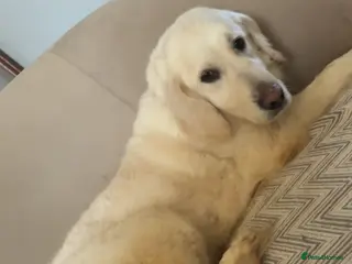 Mixed Breed dogs A beautiful Golden Retriever crossed with Sprollie - Advert 12