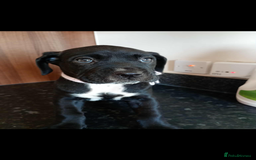 Mixed Breed dogs for sale: Great dane X Cane corso  - Image 6