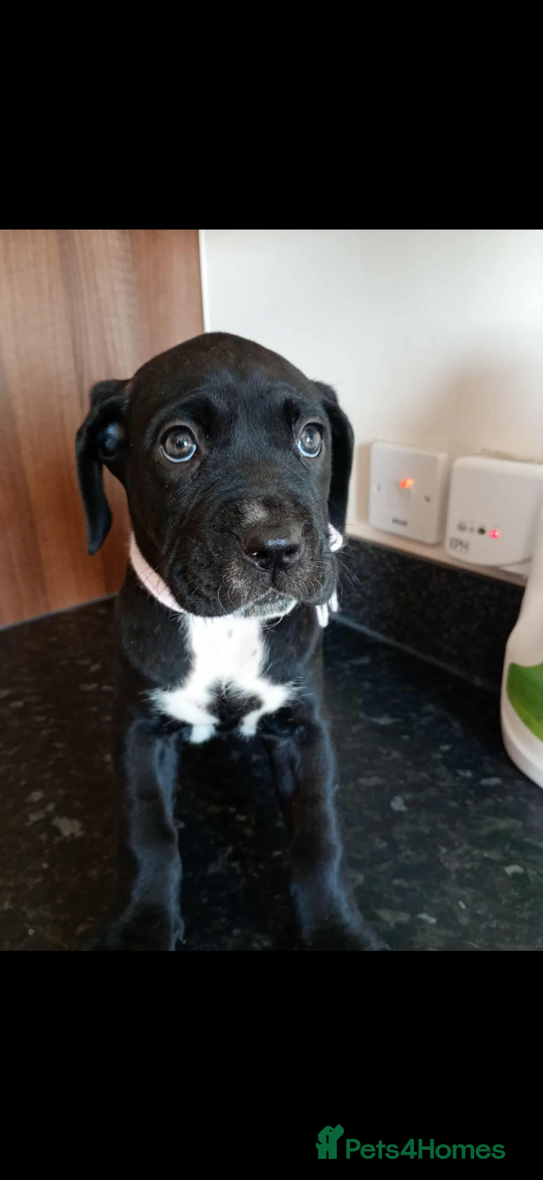 Mixed Breed dogs for sale: Great dane X Cane corso  - Image 6