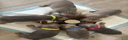 French Bulldog dogs for sale: French bulldog pups from health tested parents  - Advert 7