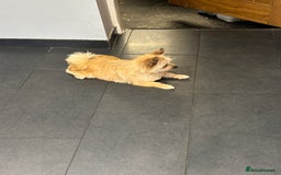 Pomeranian dogs for sale: Looking for homes  - Image 2