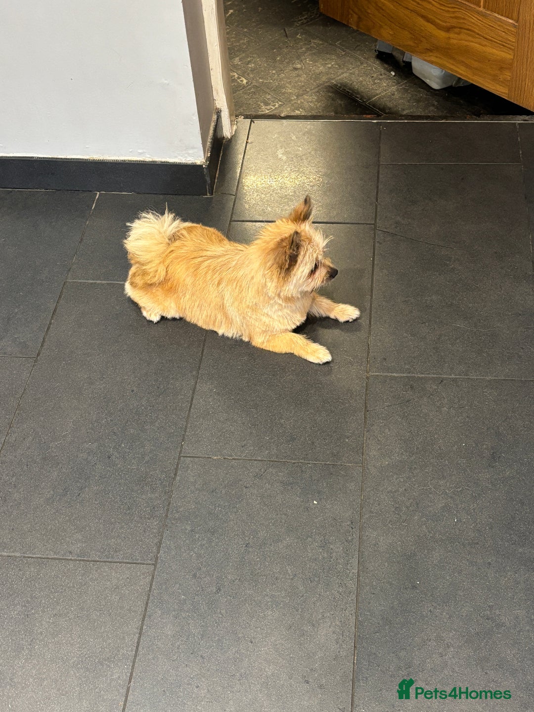 Pomeranian dogs for sale: Looking for homes  - Image 2