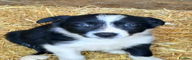 Border Collie 6