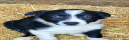 Border Collie dogs for sale: 7 beautiful border collie pups  in Newtown - Advert 10