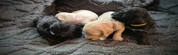 Cockapoo dogs for sale: Beautiful cute cockapoo’s F2  - Advert 36