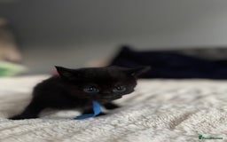 Domestic Shorthair cats for sale: 6 beautiful kittens - Image 17