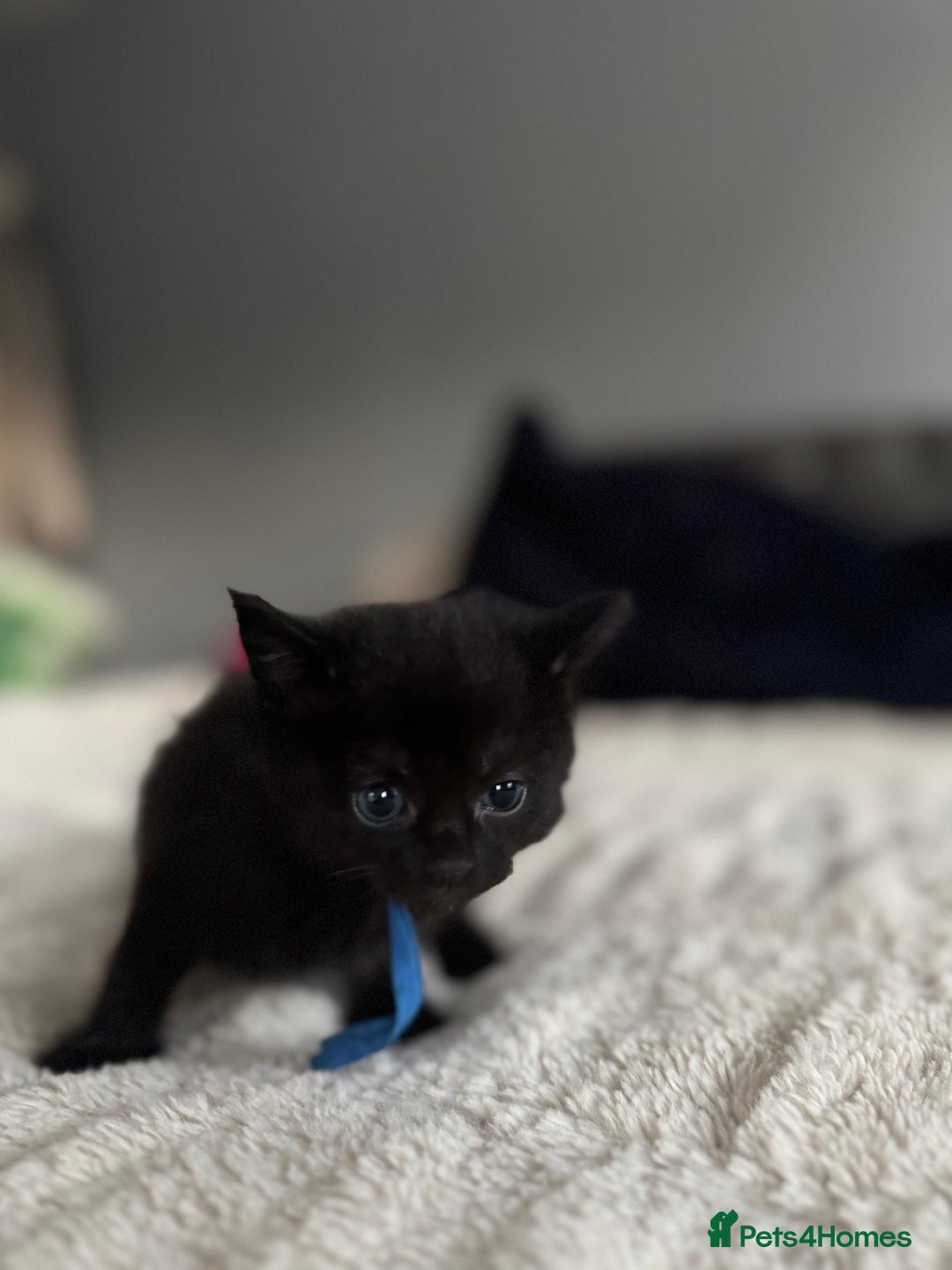 Domestic Shorthair cats for sale: 6 beautiful kittens - Image 17