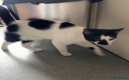 Domestic Shorthair cats for sale: Beautiful male domestic short hair  - Image 5