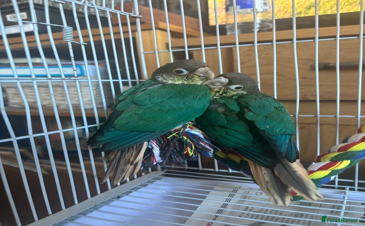 Conures birds - Advert 1
