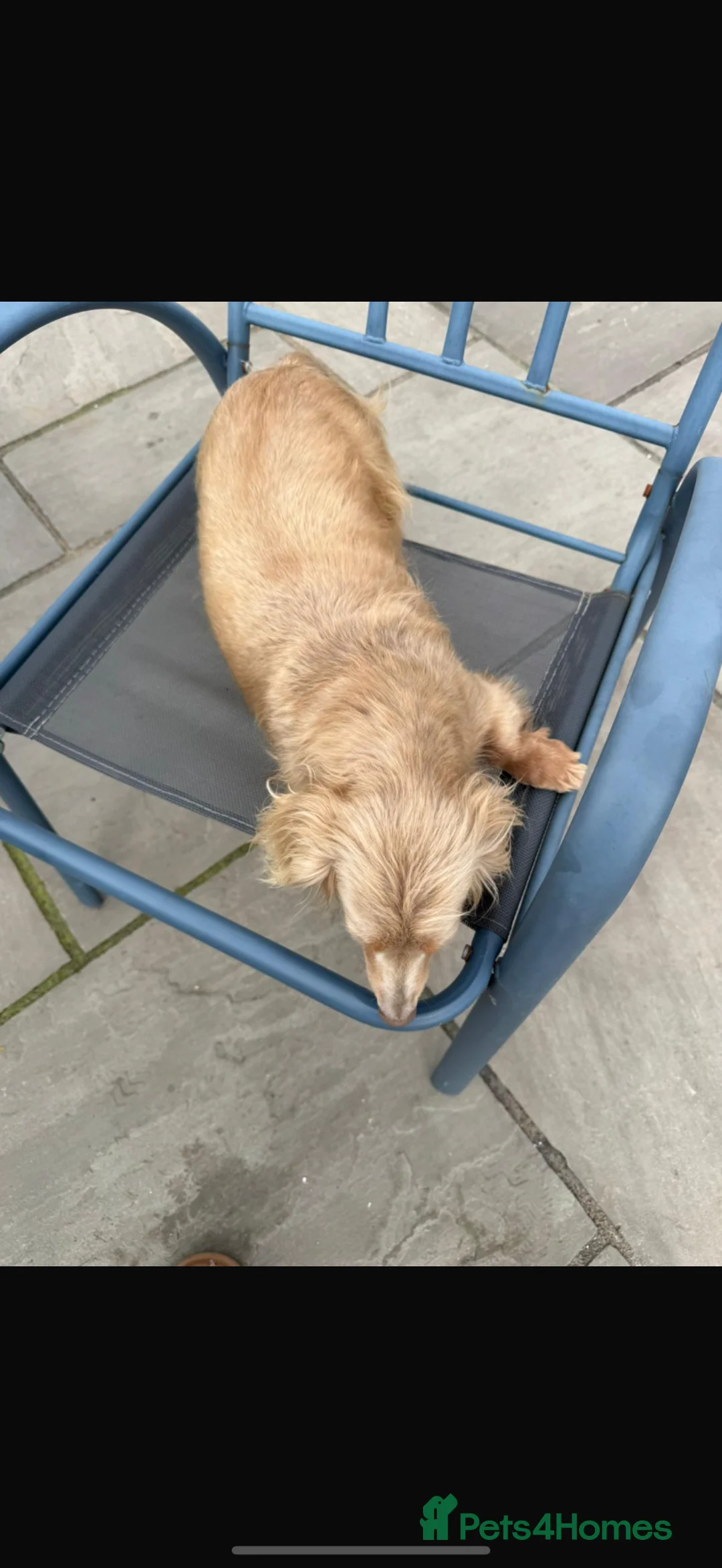 Miniature Dachshund dogs for sale: Isabella and tan long haired bitch  - Advert 2