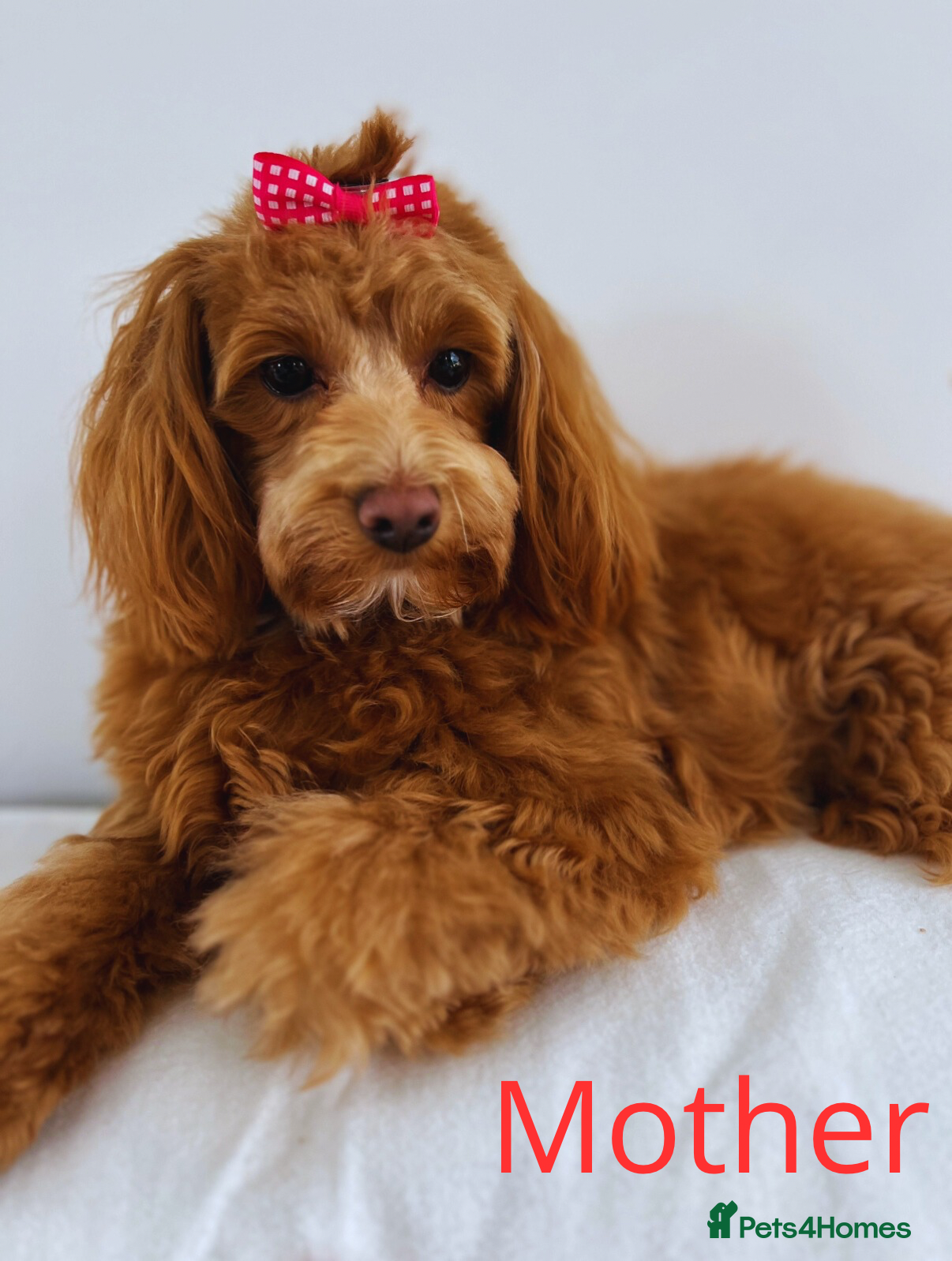 Maltipoo dogs Red mini maltipoo F1b puppies 😍💙💓 - Advert 16