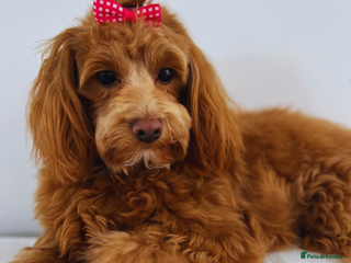 Maltipoo dogs Red mini maltipoo F1b puppies 😍💙💓 - Advert 1