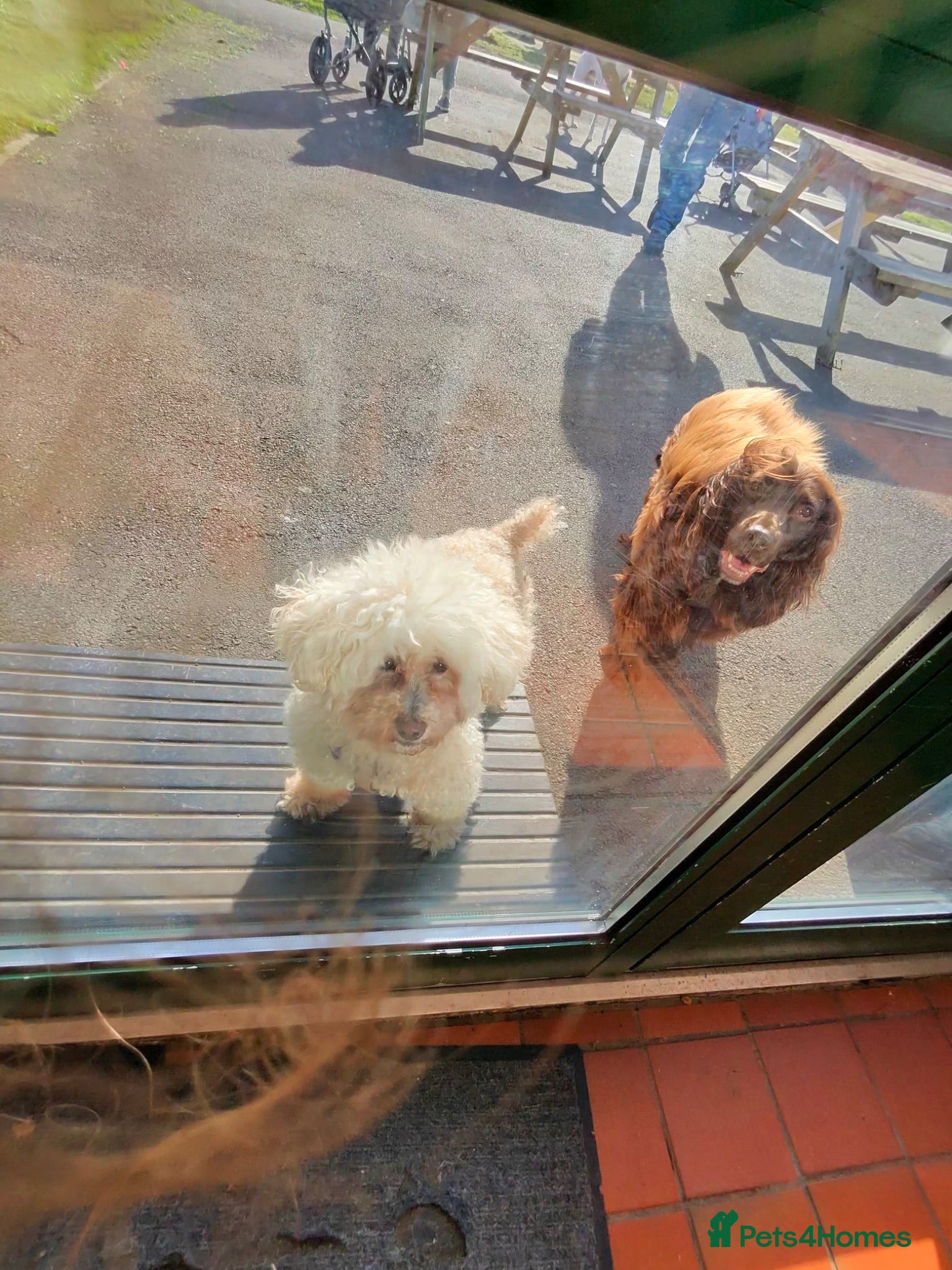 Cocker Spaniel dogs Choco & Mabelle-Bonded Pair looking for a Home - Advert 1
