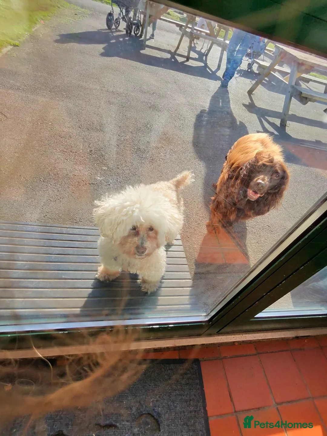 Cocker Spaniel dogs for sale: Choco & Mabelle-Bonded Pair looking for a Home - Advert 1