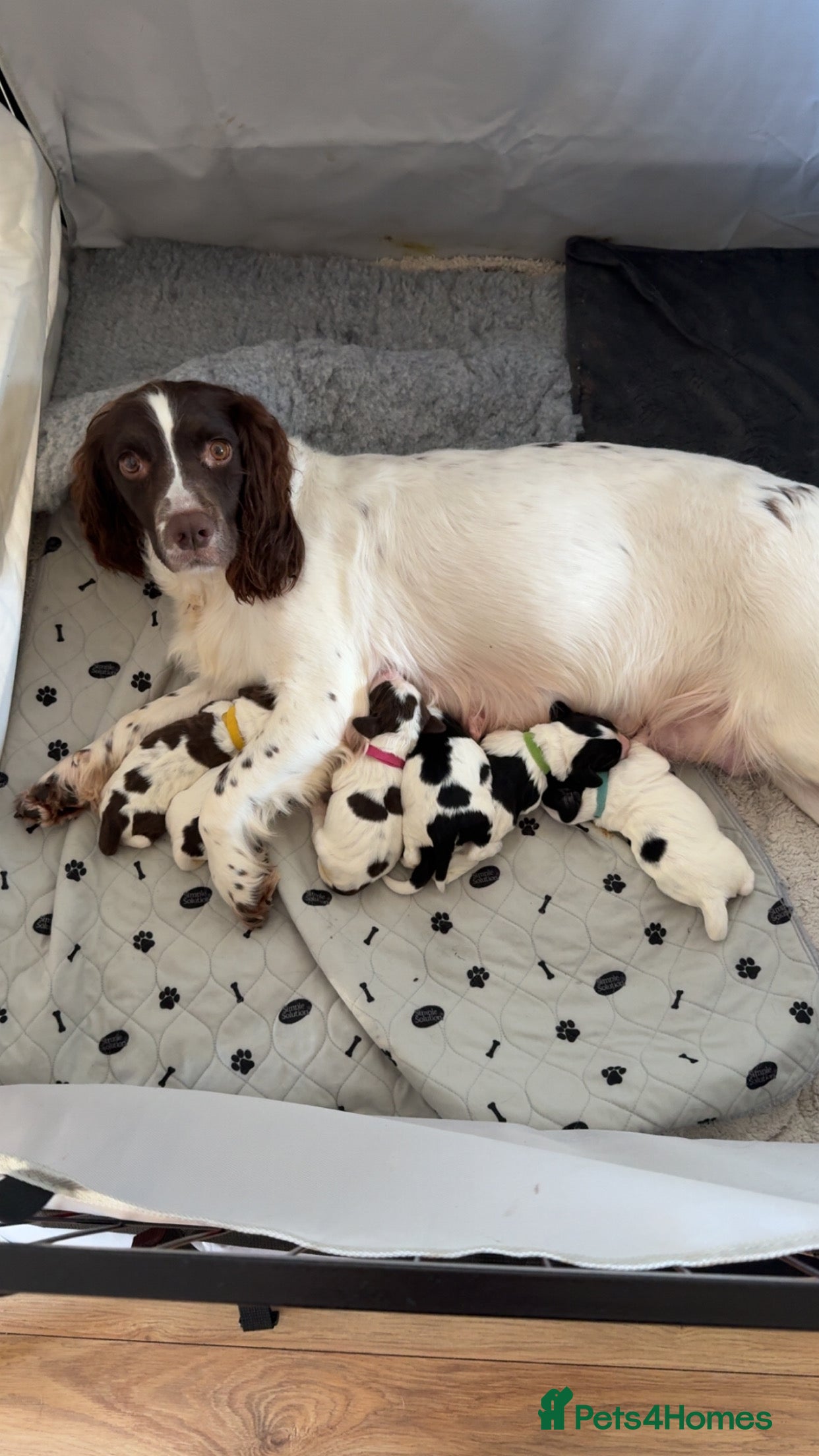 Sprocker dogs  Adorable Sprocker spaniel pups  - Advert 1
