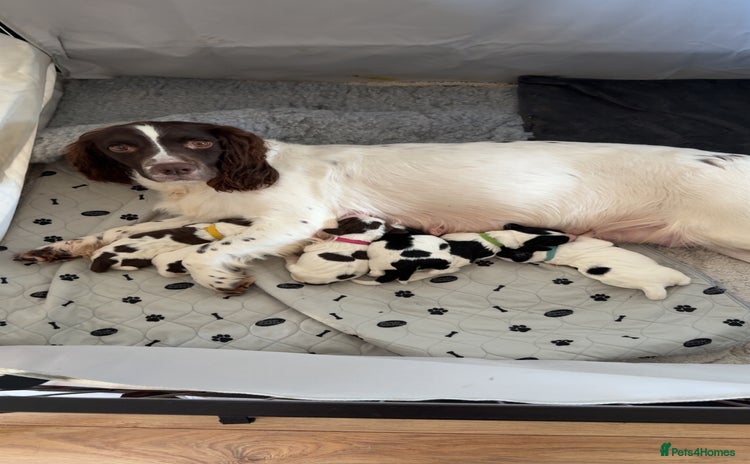 Sprocker dogs  sprocker spaniel pups for sale!  - Advert 1