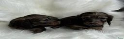 Miniature Dachshund dogs for sale: Kc Registered Miniature Dachshunds at Westfena  - Advert 2