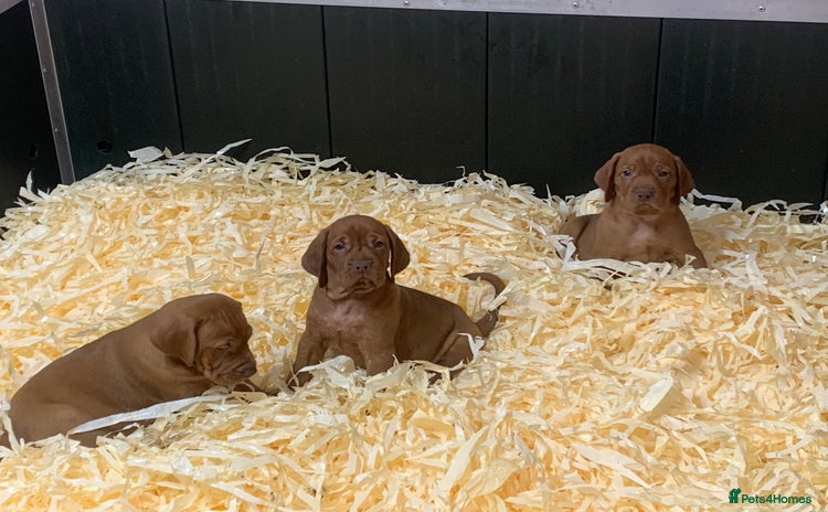Hungarian Vizsla dogs - Advert 1