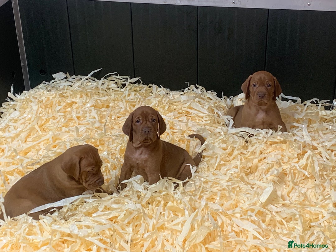 Hungarian Vizsla dogs for sale: Stunning Hungarian Vizsla Puppies  - Image 1