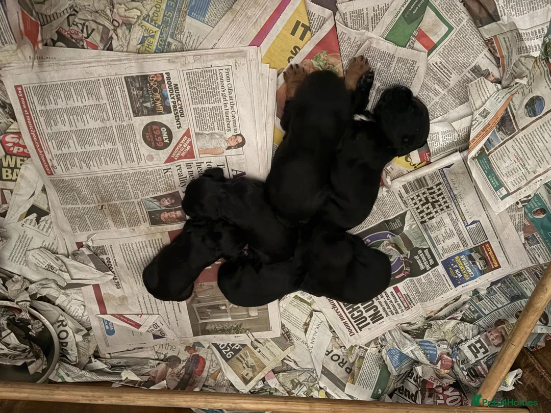 Cocker Spaniel dogs for sale: Cocker Spaniels for Sale - Advert 2