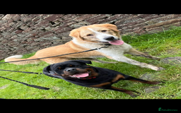 Mixed Breed dogs for sale: Central Aisian Shepard x Rottweiler - Image 6