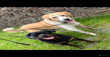 Mixed Breed dogs - Advert 2