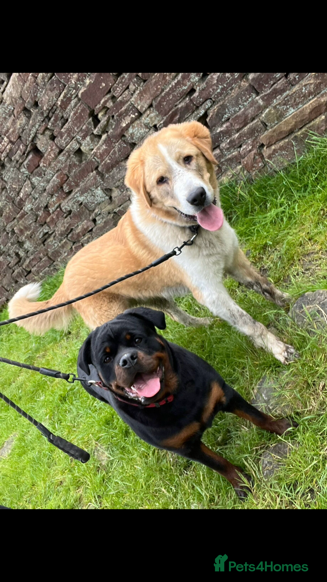Mixed Breed dogs for sale: Central Aisian Shepard x Rottweiler - Image 6