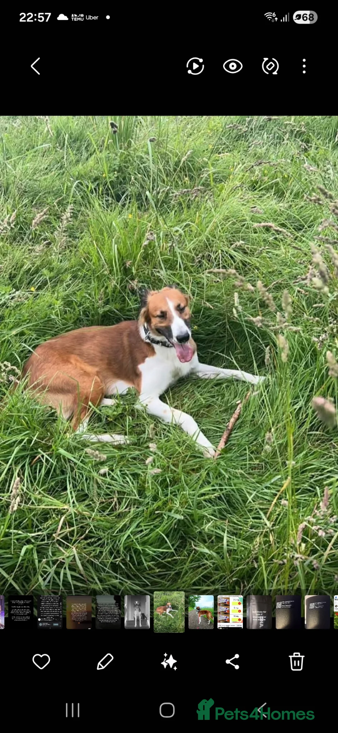Mixed Breed dogs for sale: Saluki bull - Advert 3