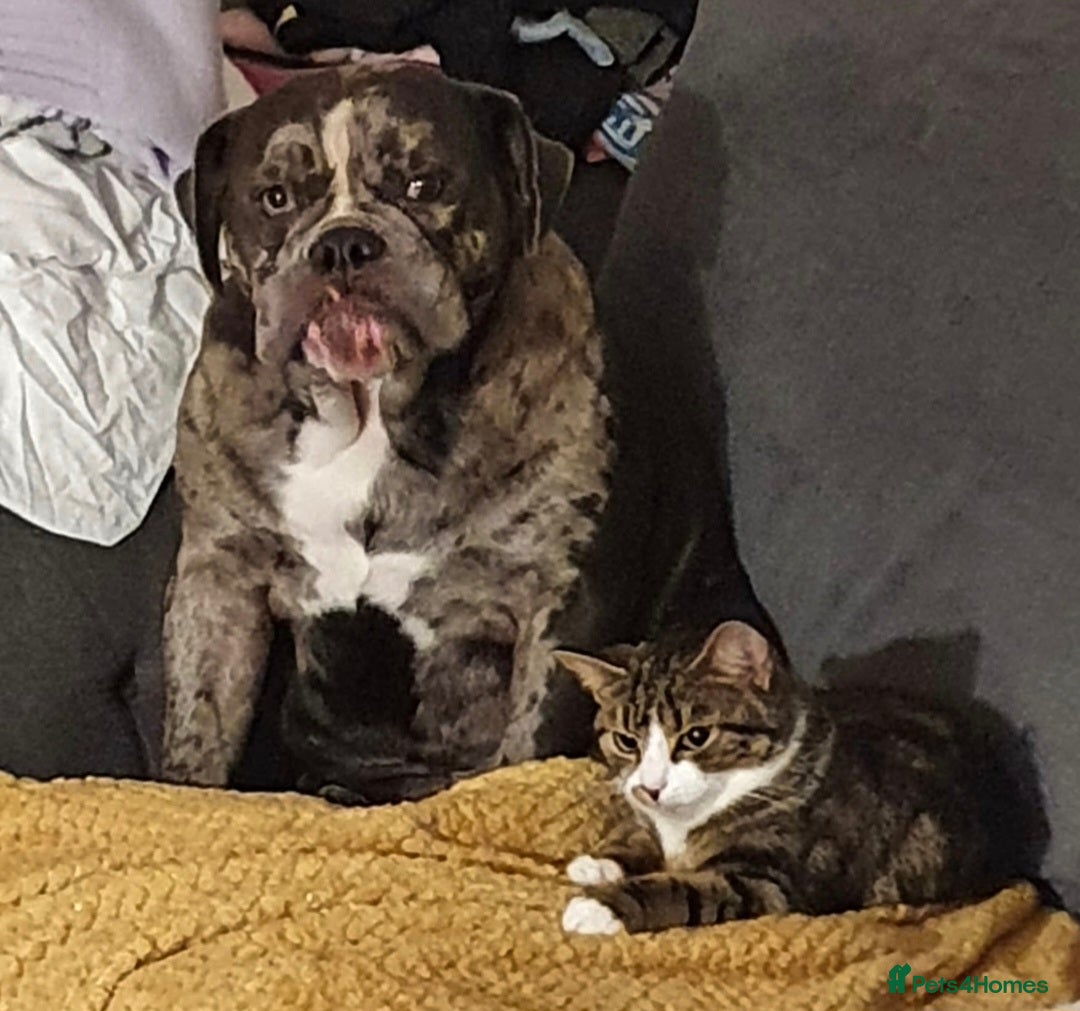 Olde English Bulldogge dogs for sale: 🐶 Litter pending – Olde English Bulldogge❤️ - Advert 4