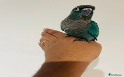 Conures birds for sale: Hand reared conures for sale - Image 4