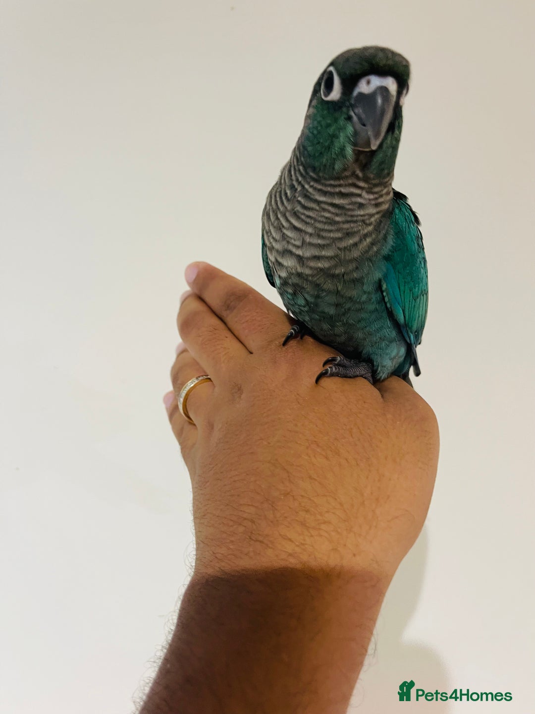 Conures birds for sale: Hand reared conures for sale - Image 4
