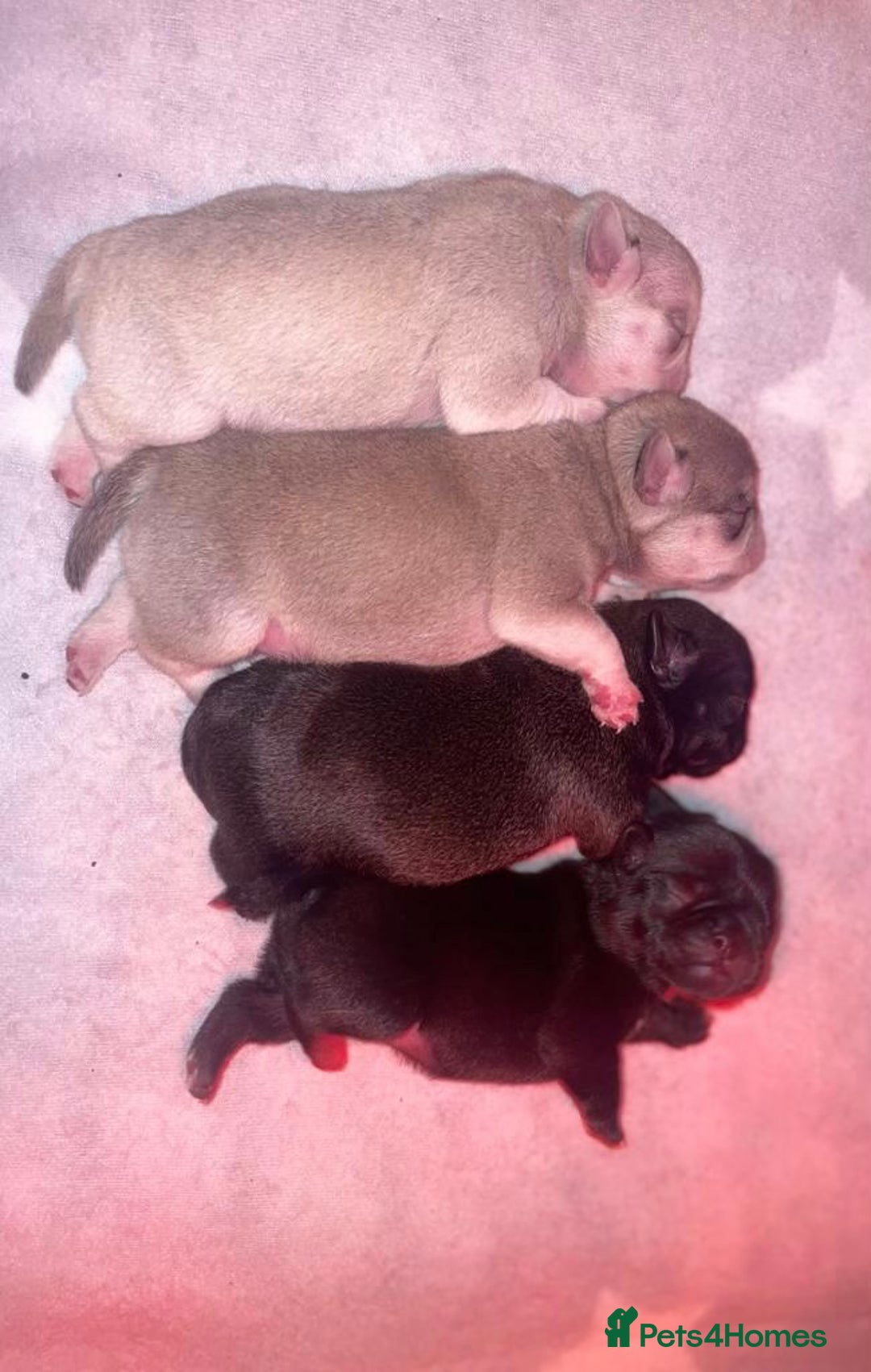 Pug dogs for stud: KC reg silver pug for stud  in Wolverhampton - Image 18