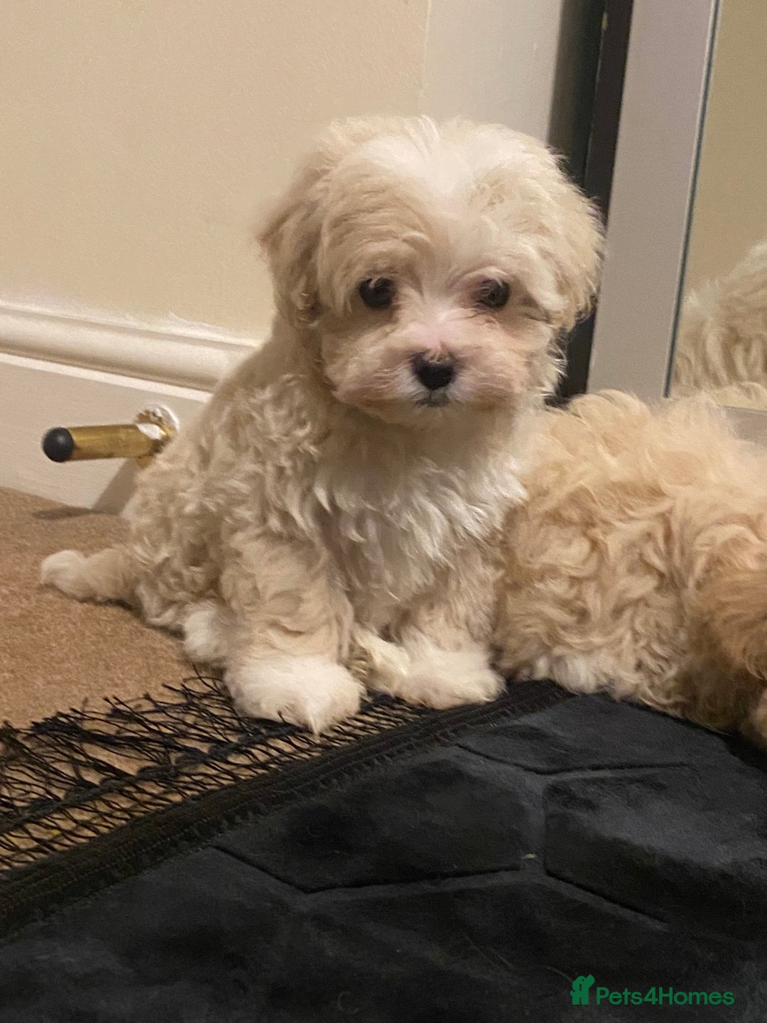 Maltipoo dogs for sale:  **  Korean maltipoo girls. - Advert 7