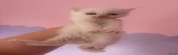 Mixed Breed cats for sale: Long hair fluffy kittens 2 white boys 1 cow cat gi - Advert 7
