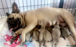 French Bulldog dogs for sale: French bulldog pups! - Image 6