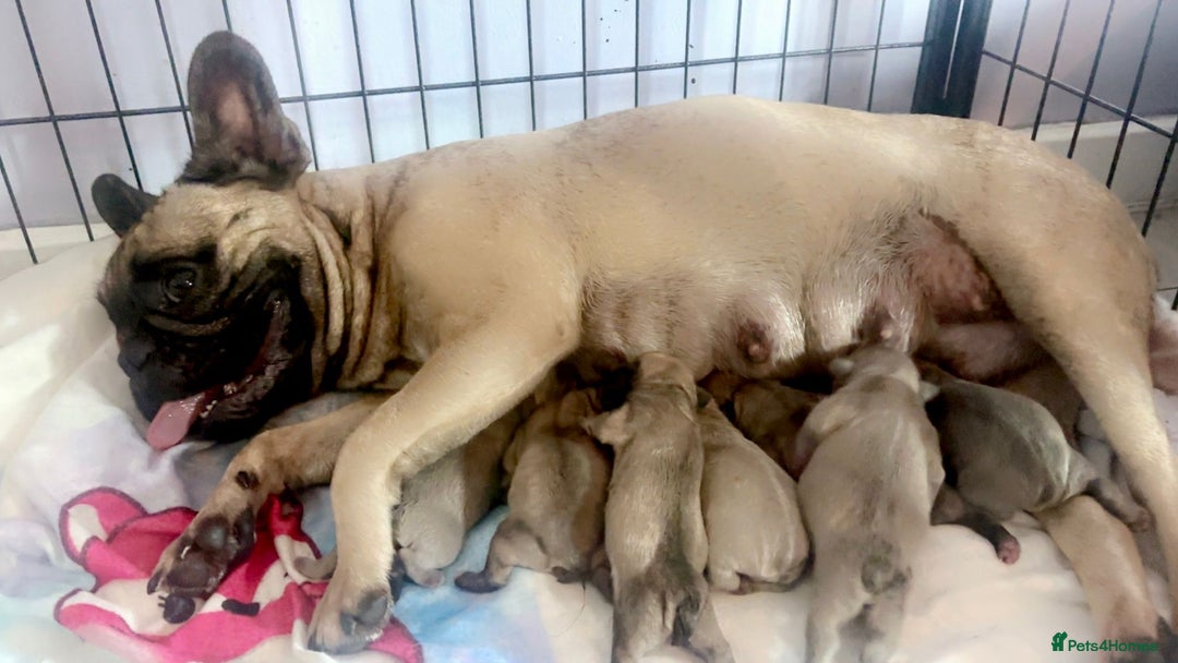 French Bulldog dogs for sale: French bulldog pups! - Image 6
