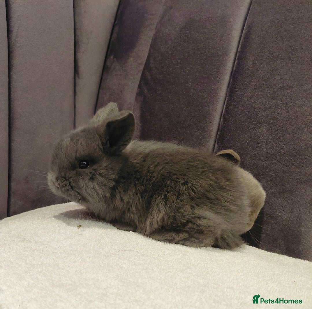 Mini Lop rabbits for sale: Gorgeous Mini Lop Babies for sale - Advert 7