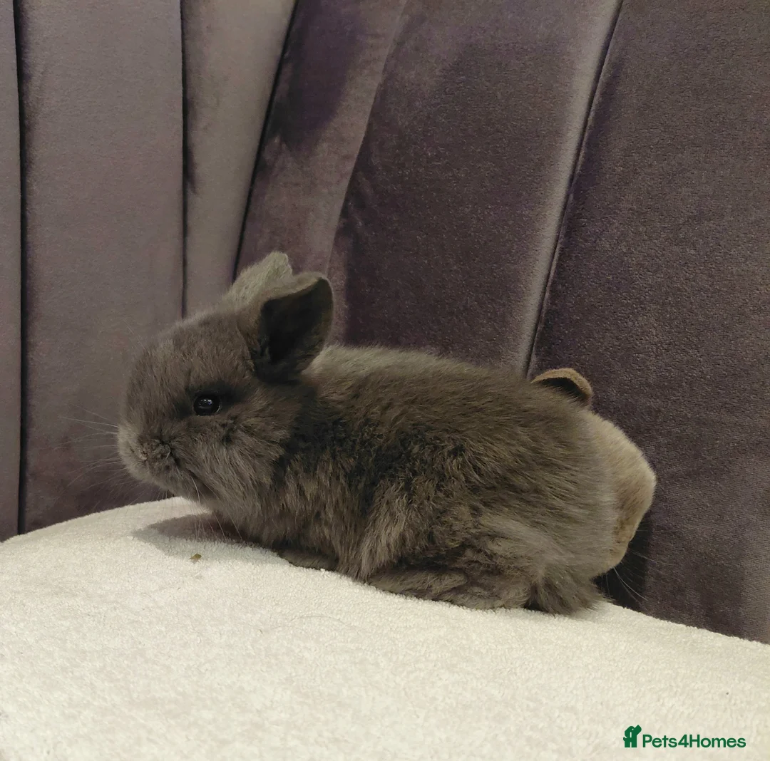 Mini Lop rabbits for sale: Gorgeous Mini Lop Baby Girl for sale - Advert 3