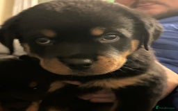 Rottweiler dogs for sale: Chunky Rottweilers for Sale - Image 4