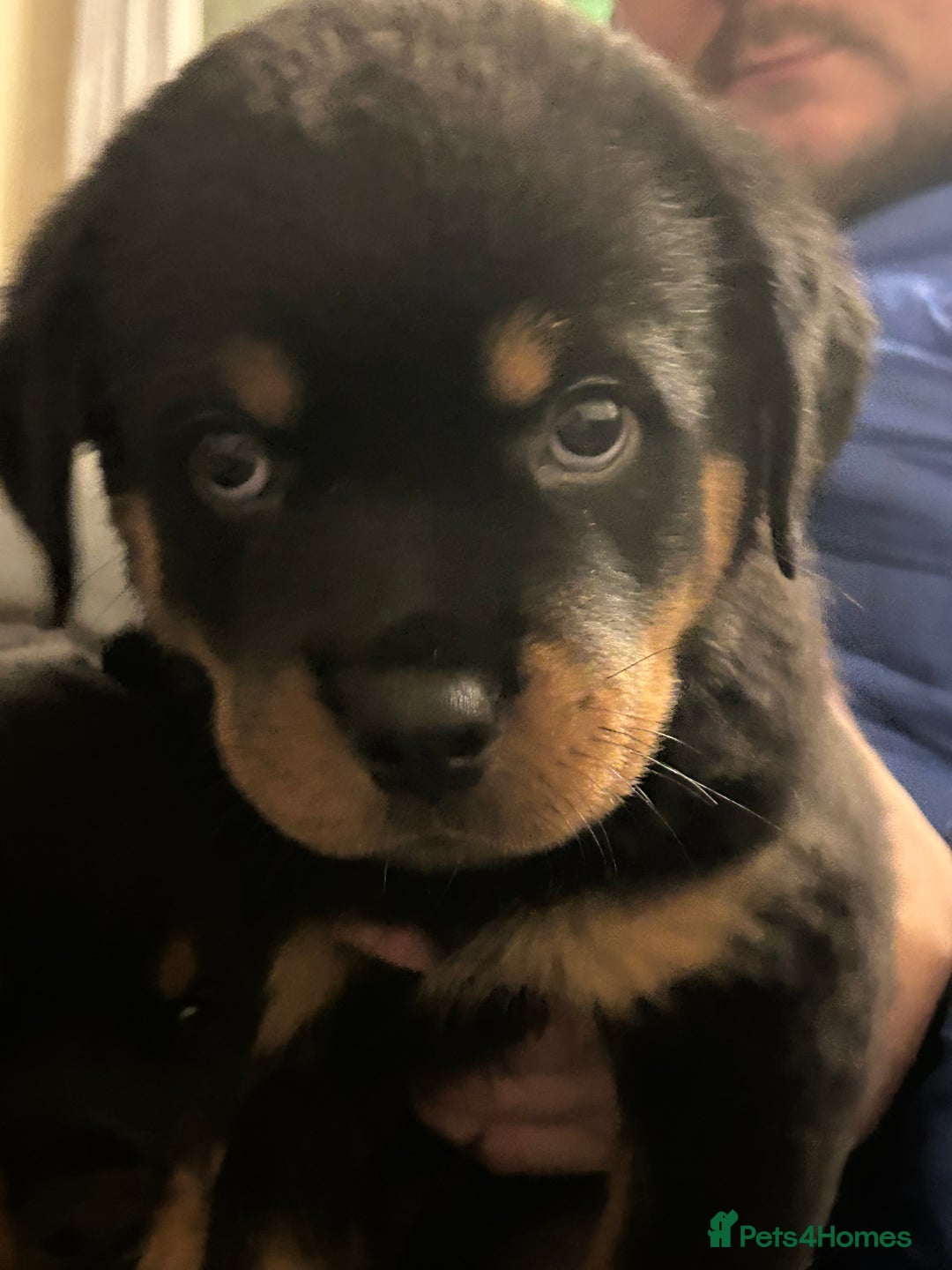 Rottweiler dogs for sale: Chunky Rottweilers for Sale - Image 4