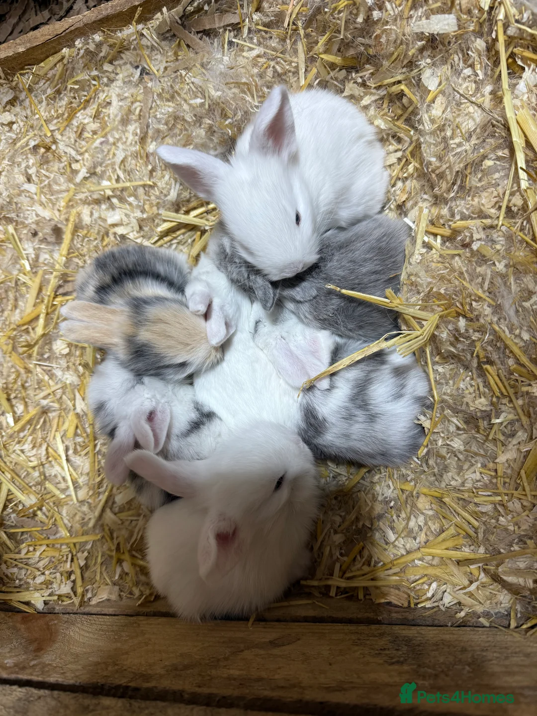 Mixed Breed rabbits for sale: Gorgeous Baby Mini Lion Lops - Advert 1