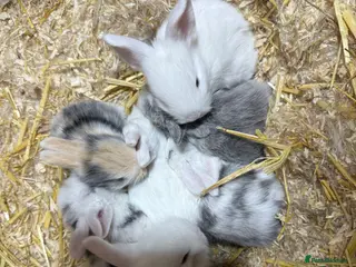 Mixed Breed rabbits Gorgeous Baby Mini Lion Lops - Advert 1