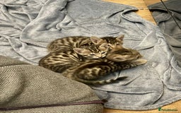 Bengal cats for sale: Beatiful bengal kittens.  - Image 1