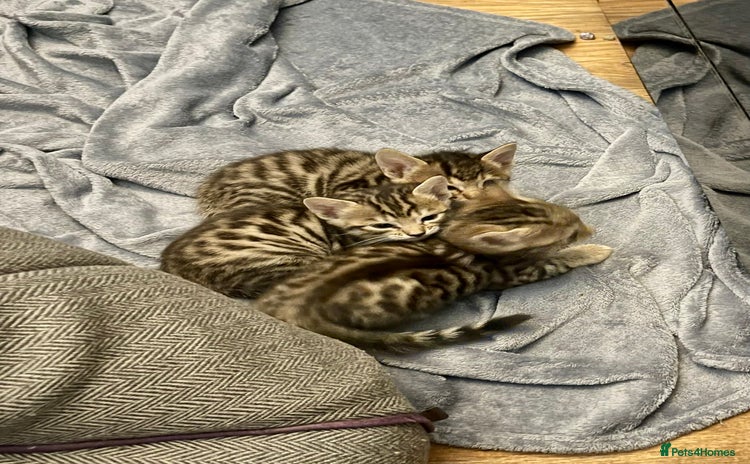 Bengal cats - Advert 4