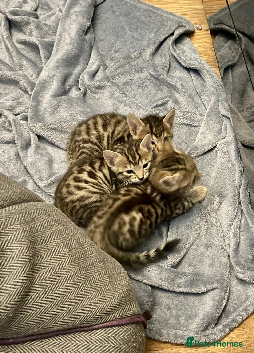 Bengal cats for sale: Beatiful bengal kittens.  - Image 1